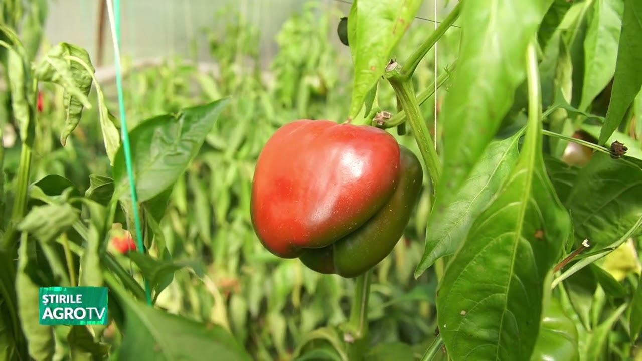 AGRO TV Comunitatile rurale se pot BAZA pe susinerea PATRIA CREDIT