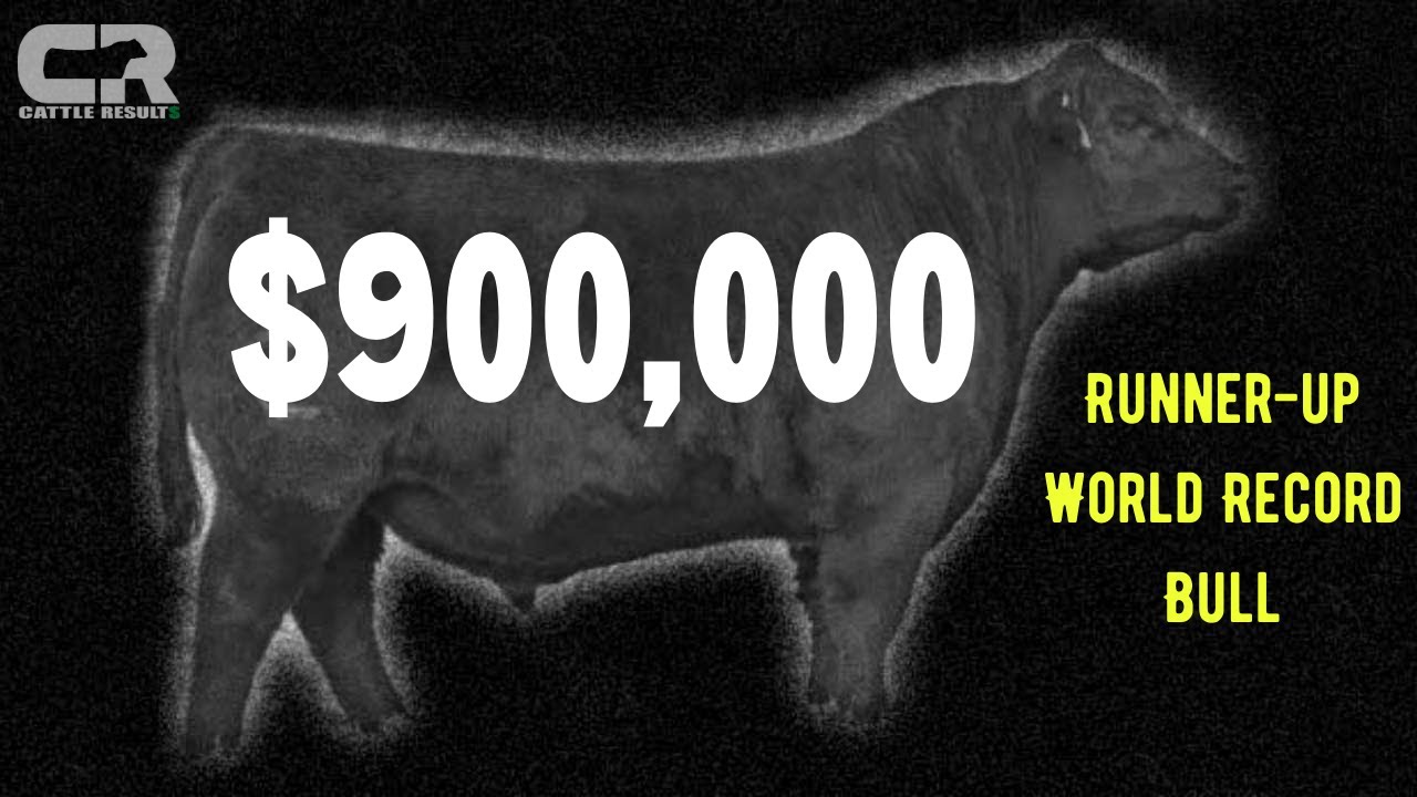 💲💲💲 $900,000 BULL RUNNER-UP WORLD RECORD BLACK ANGUS SOLD AT AUCTION  POSS ANGUS