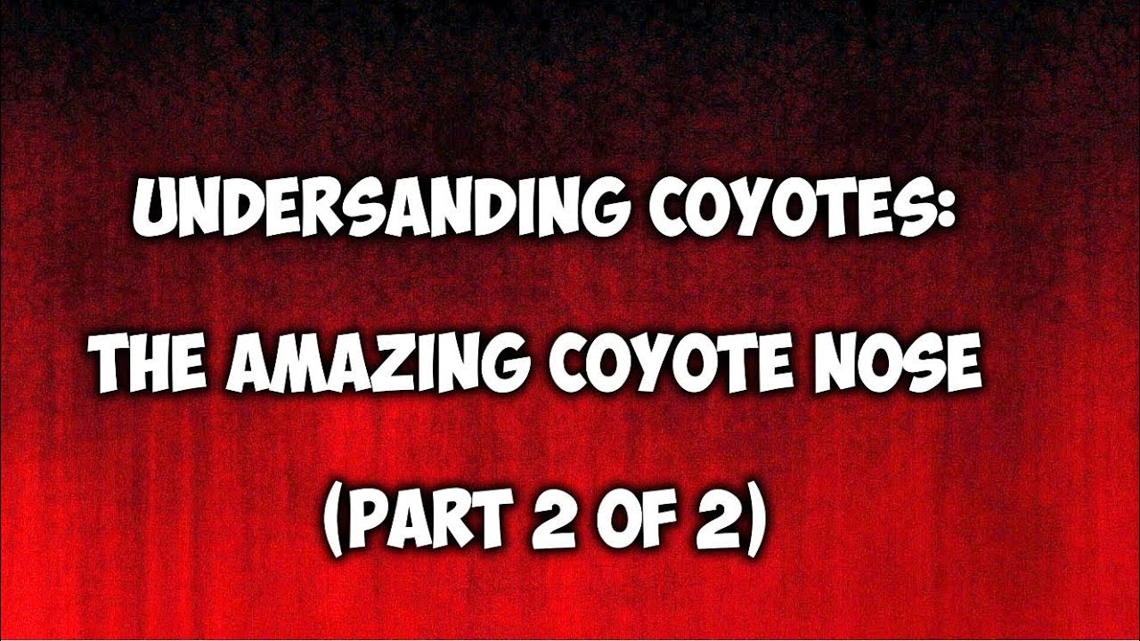 Understanding Coyotes:  The Amazing Coyote Nose