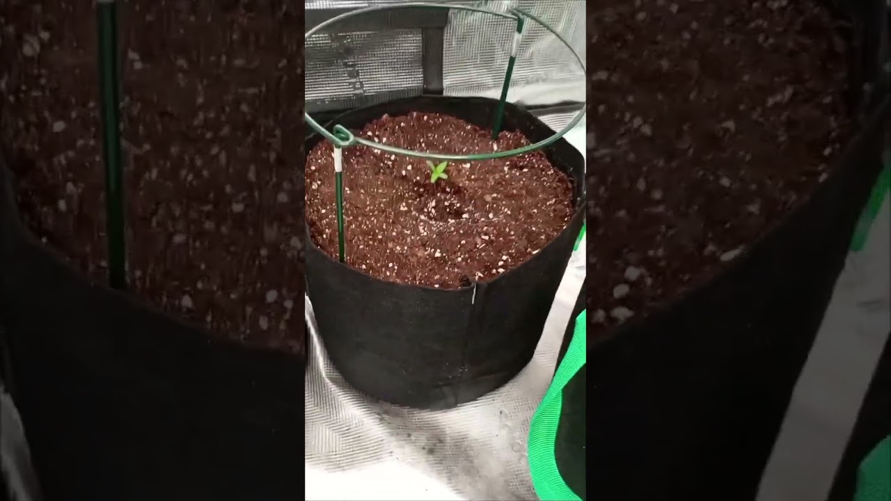 Skywalker, sugar bomb, hifi 4g, Blue zushi, Tropicana banana, gorilla zkittlea, mimosa evo, pineappl