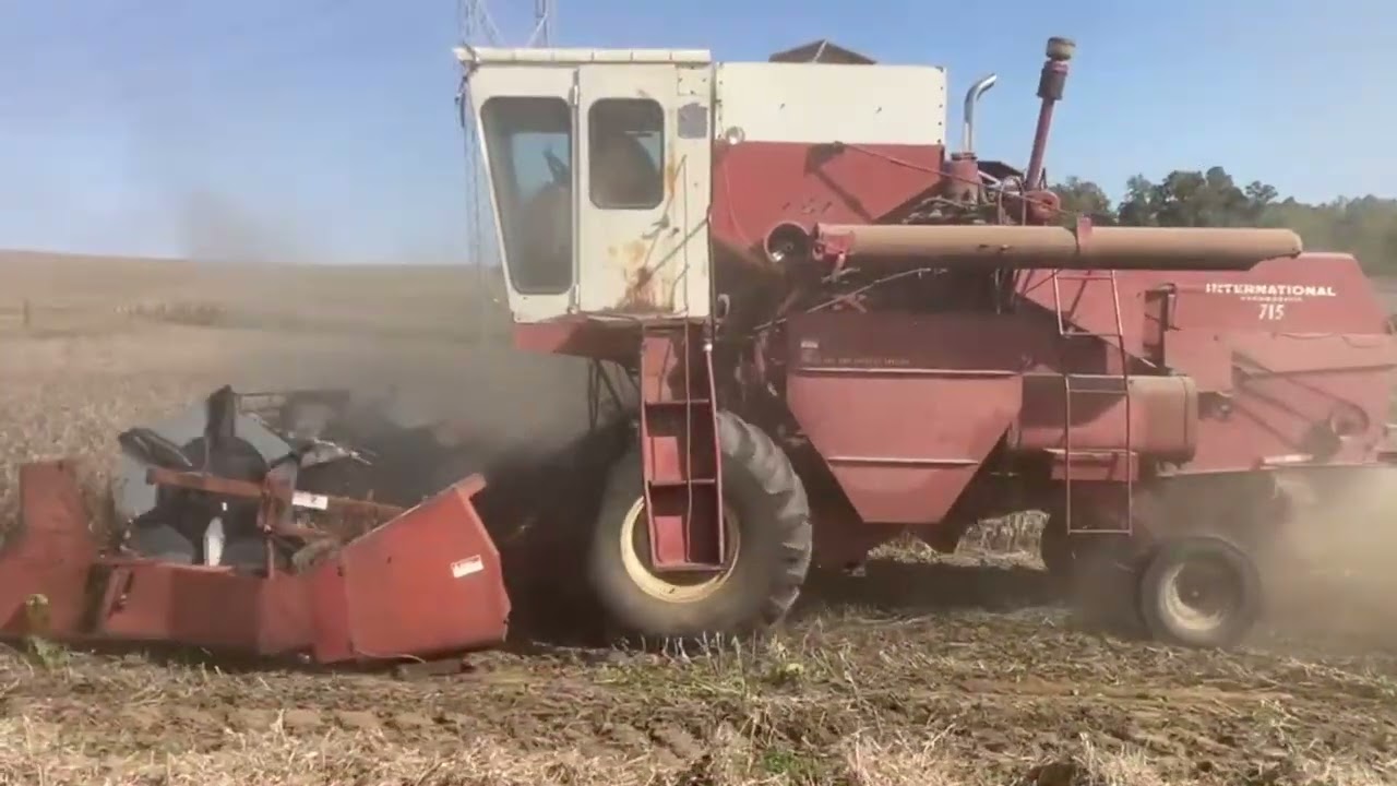 IH 715 Bean Harvest 2024