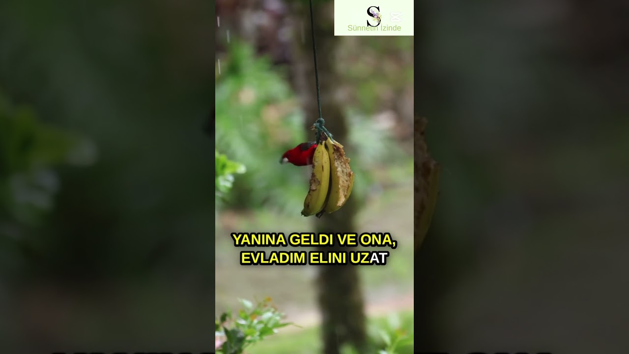 Aziz Mahmud Hüdâi Hazretleri ile Üftâde Hazretlerinin Üzüm Olayı 