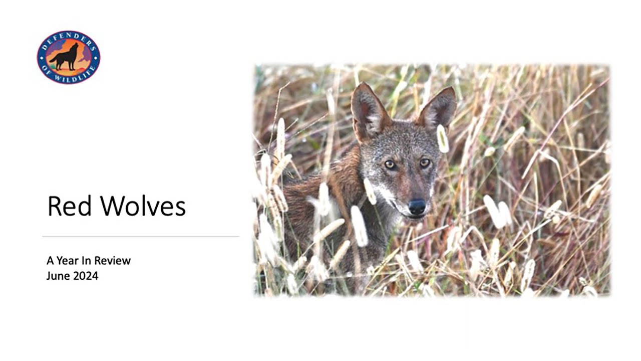 Red Wolves: A Year in Review