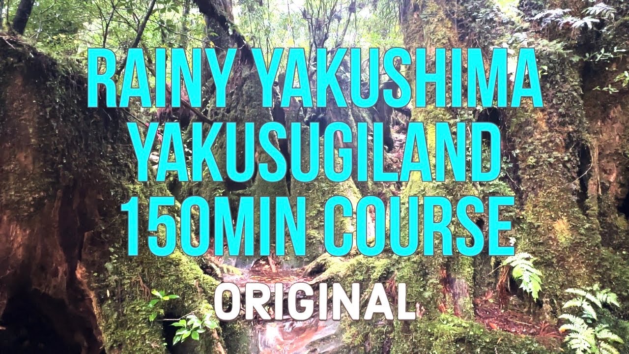 4K日本 雨の屋久島 ヤクスギランド150分コースフルバージョン 苔の森は水を蓄え 雨で増水する川