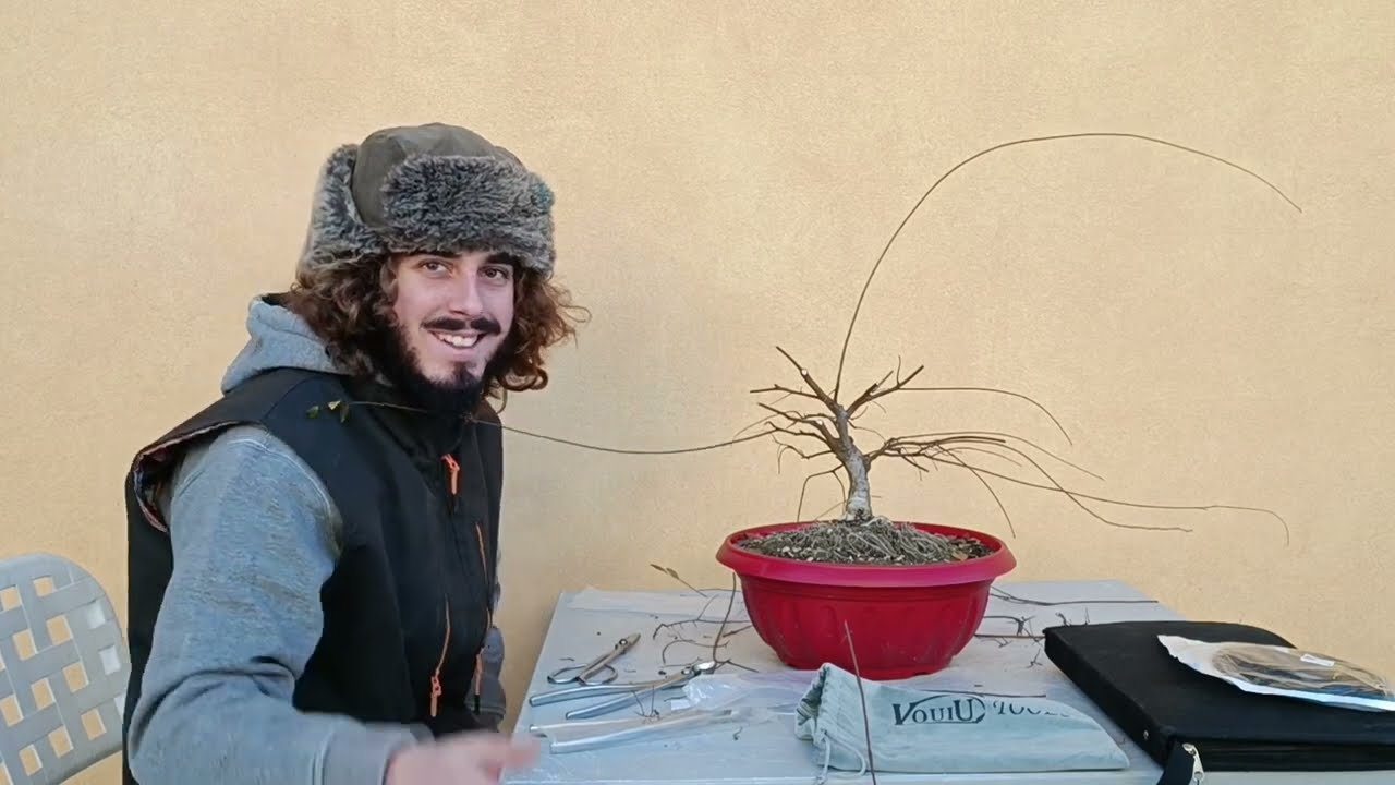 Bonsai Zelkova - potatura autunnale di formazione
