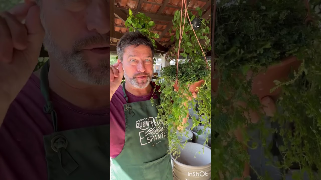 Apenas algumas, entre tantas #samambaia #amoplantas #urbanjungle #vilaninatv #jardinagem