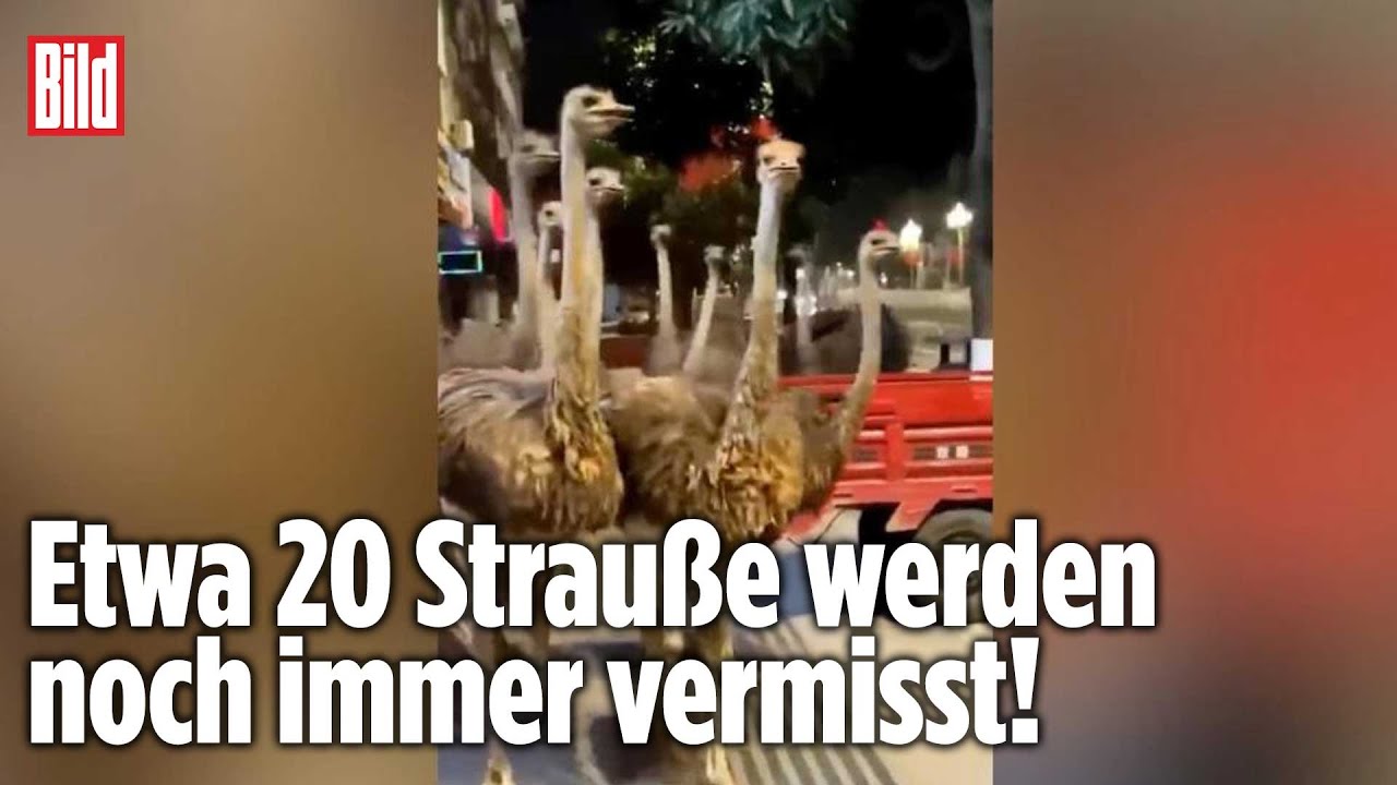 100 Strau&szlig;e fliehen aus chinesischer Farm
