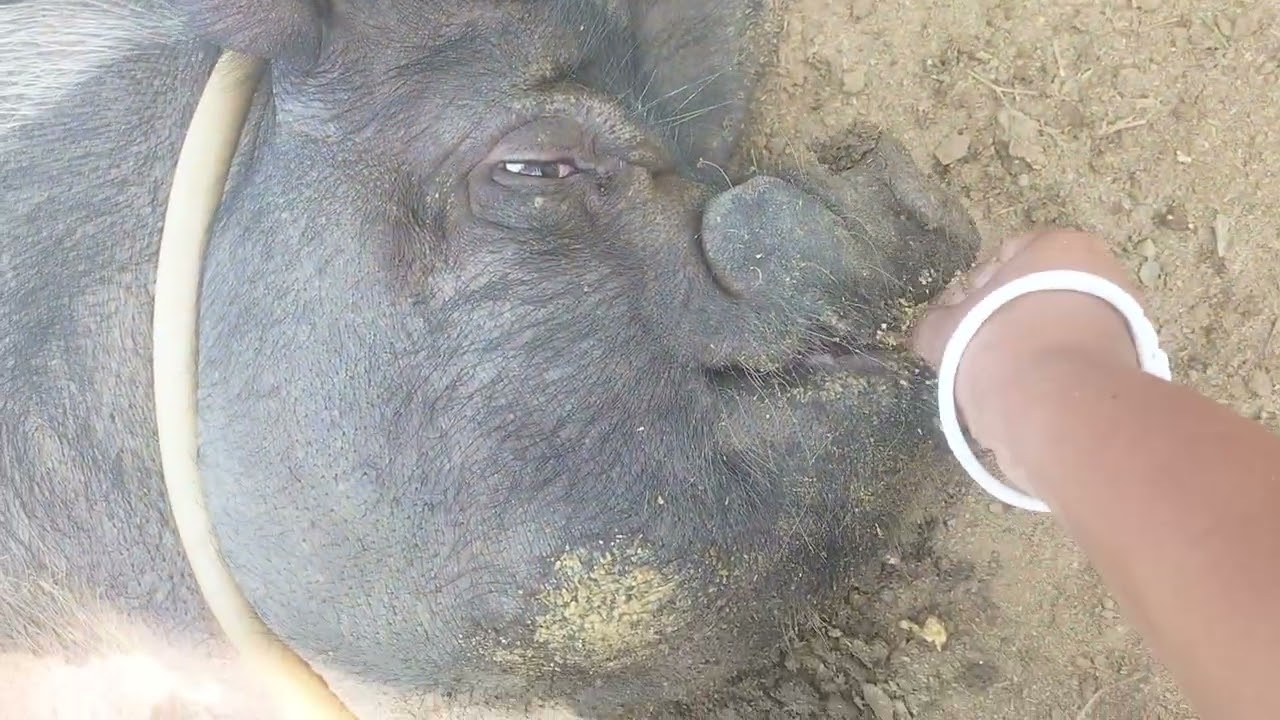 Wak no adha tokcharo mani🐷🥰🥰