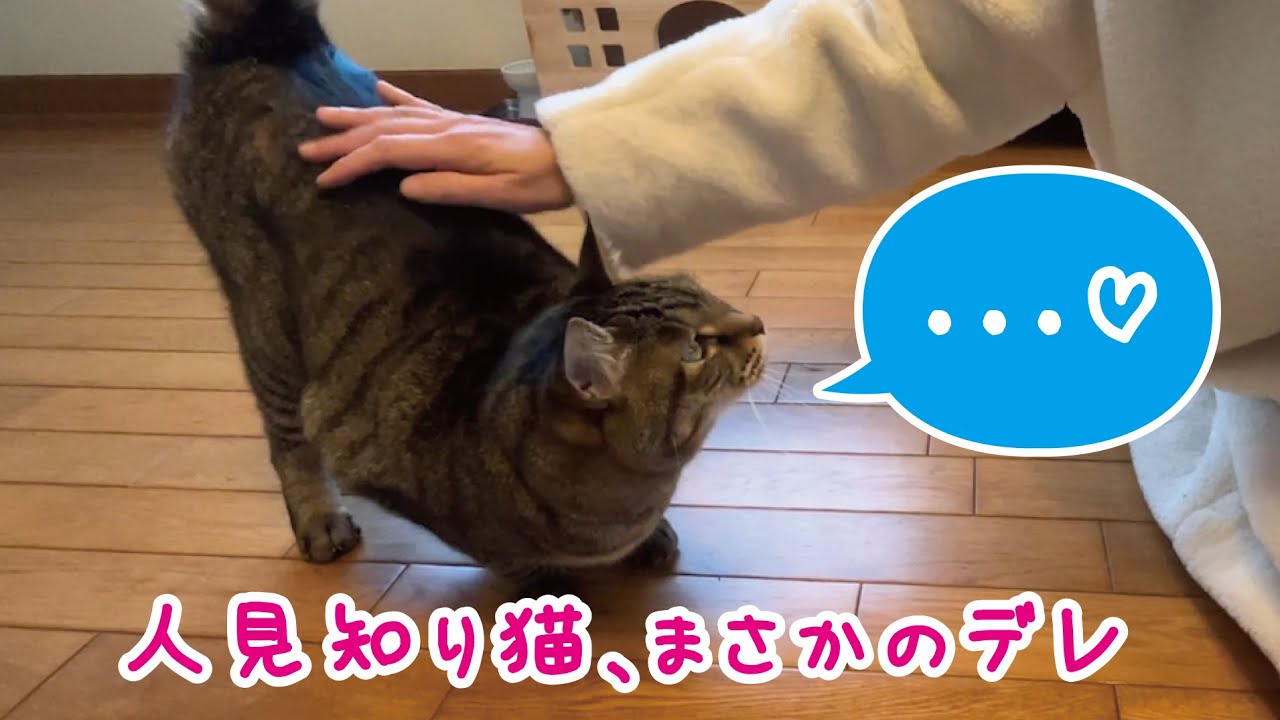 久々のお客さんにまさかのデレ…人見知り猫の甘えん坊スイッチON