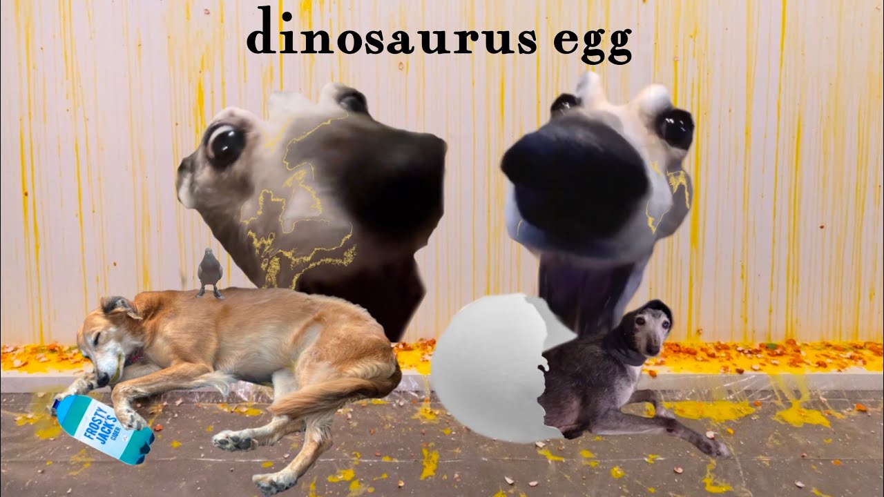 funny dogs go foraging and eat DOG EGG!!!!!!!!!!!! another eggcelent dog video 