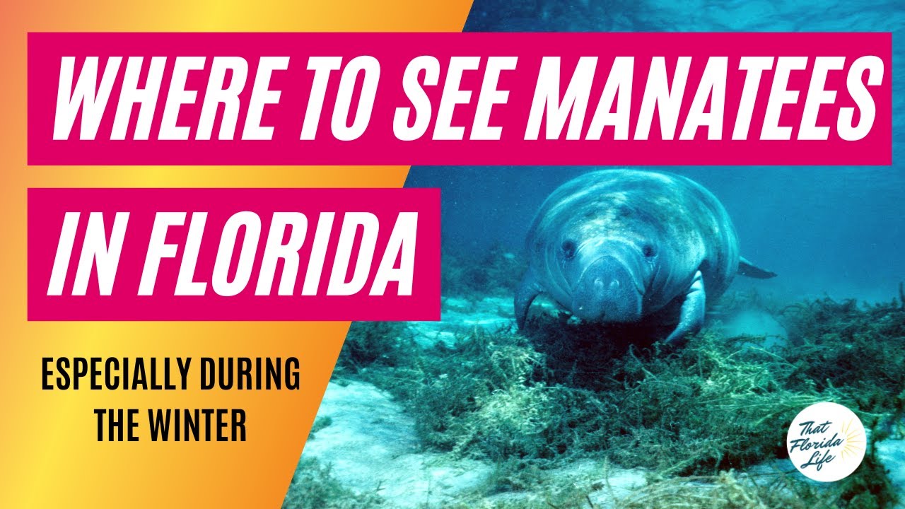 Best Places to See Manatees in Florida (Especially During Winter)