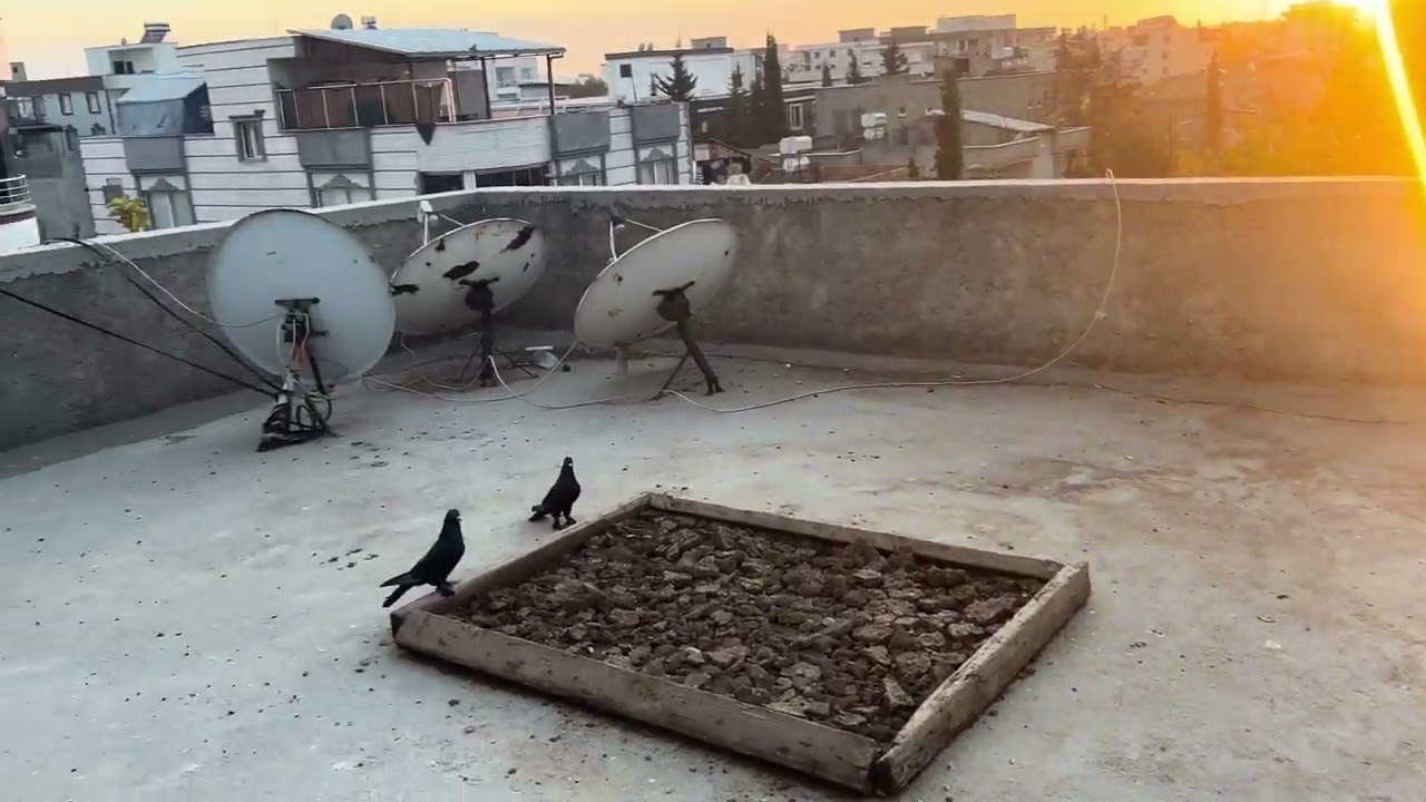 Kuşlarımız gökyüzünü fethetti 🧿🧿