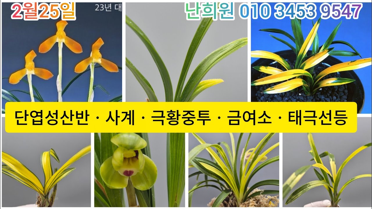 2월25일ㆍ서반첫꽃.금여소.사계.칠보산.단엽성산반등 소개합니다 ^^