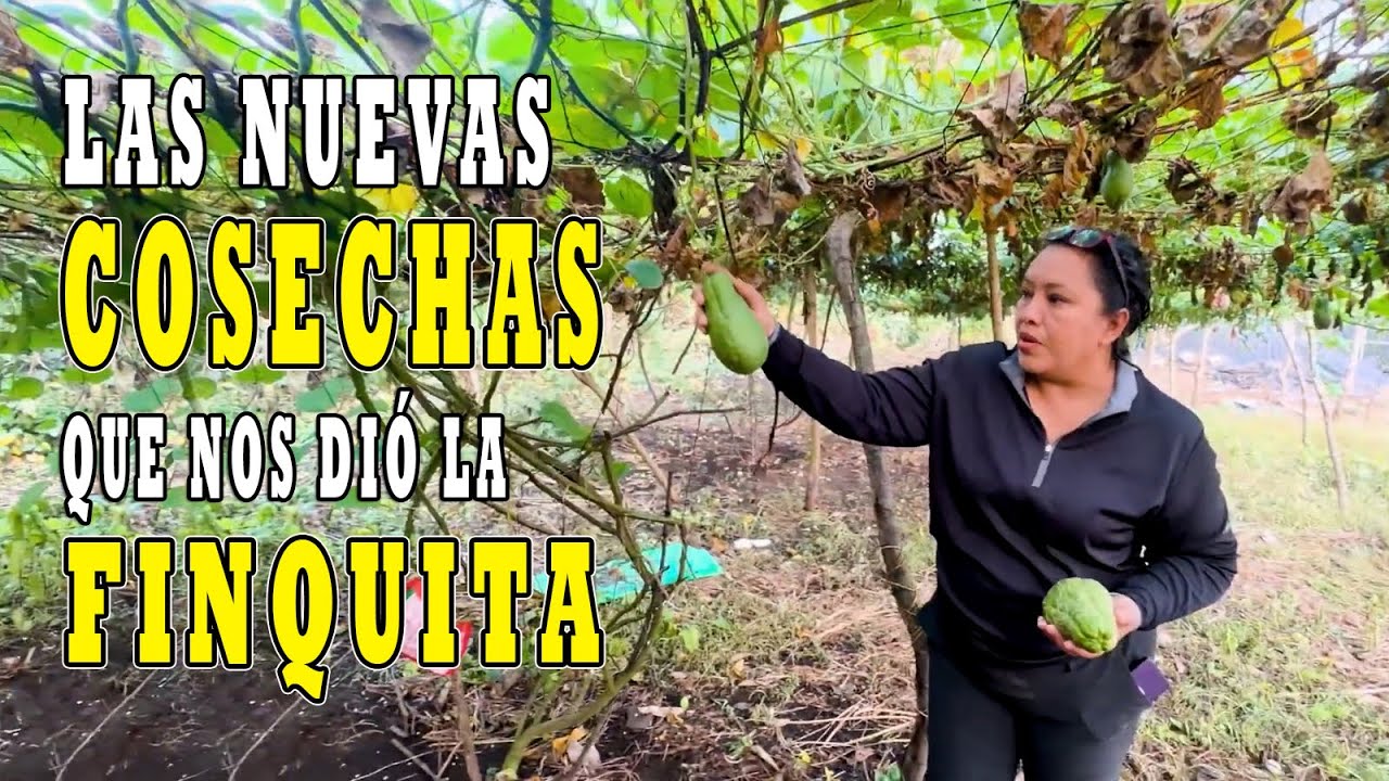 La sorpresa que nos dimos luego de nuestra ausencia de semanas de no venir a la finca del Patechucho