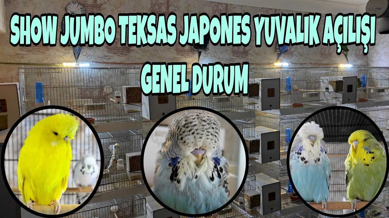 Show Jumbo, Lutino, Teksas Muhabbet Kuşları Yuvalık Açılışı & Genel Durum