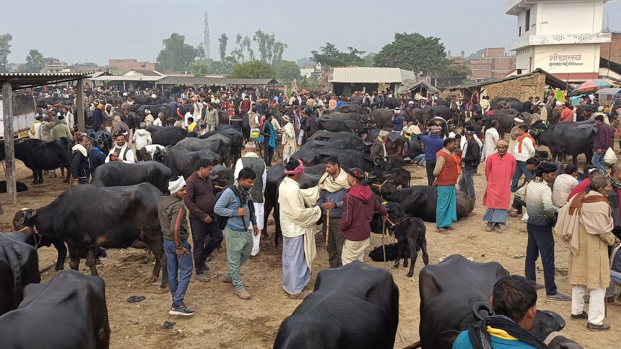 दिलदारनगर की मंडी से जनवरी के महीना में बिकती हुई भैंसों की बिपिन सिंह के साथ | Buffalo Mandi 2024