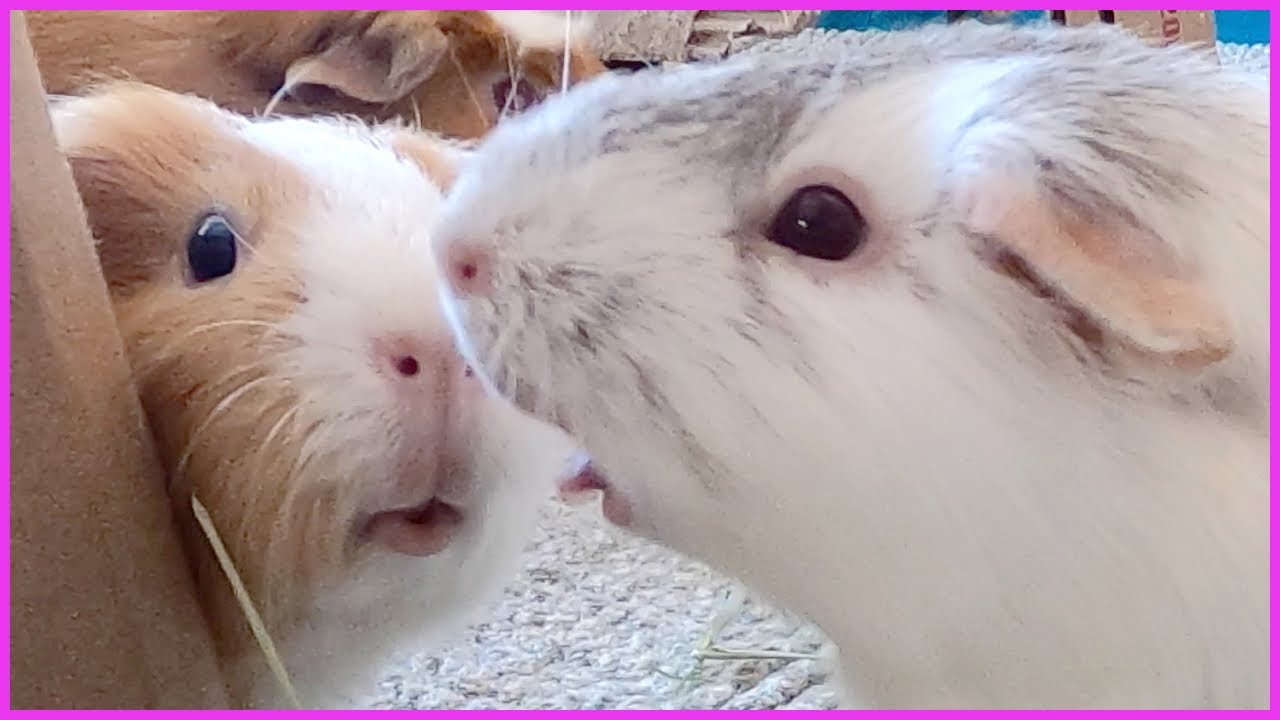 Best guinea pig noises of the wheek! (2021 Week 24)
