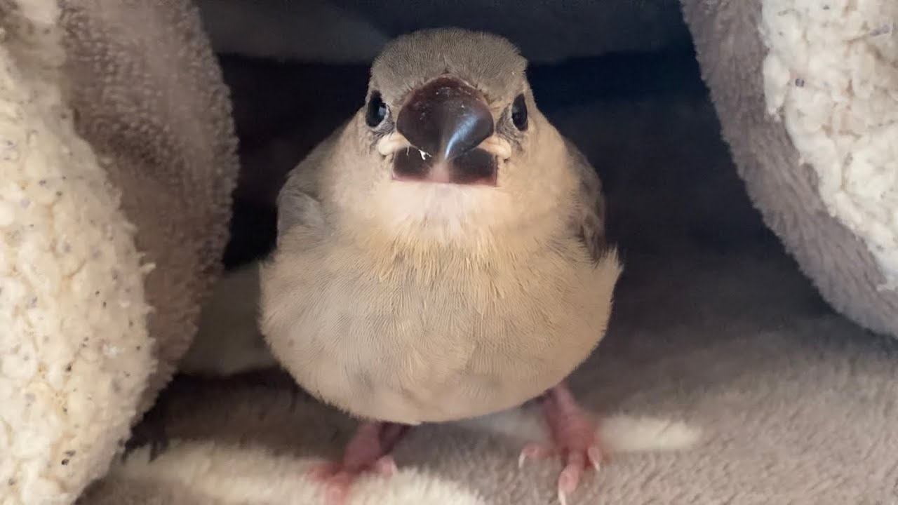 桜文鳥の雛をお迎えしました