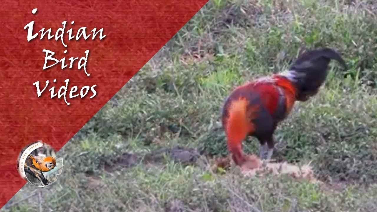 The Red Jungle Fowl (Gallus gallus)