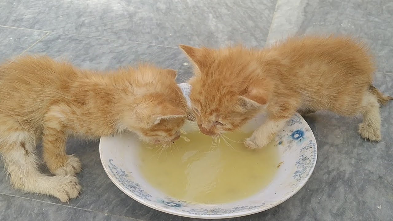 Hilarious Moment: Orphan Kittens Drink Soup and Take a Messy Shower!