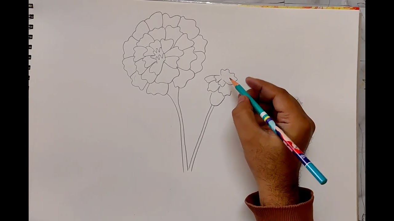 How to Draw a Marigold Flower Step by Step | Easy Flower Drawing Tutorial for Beginners