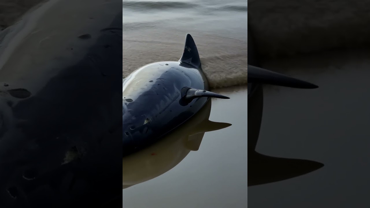 Dolphin Rescue EXPERT Shares Shocking Expedition Secrets