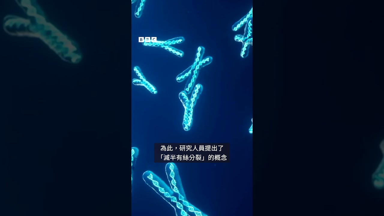 科學家用皮膚細胞培養出胚胎－ BBC News 中文