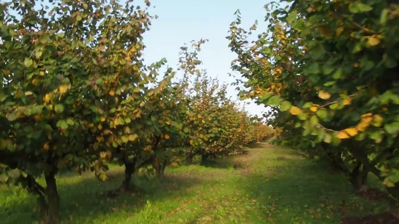 Spacer po sadzie w październikowej odsłonie