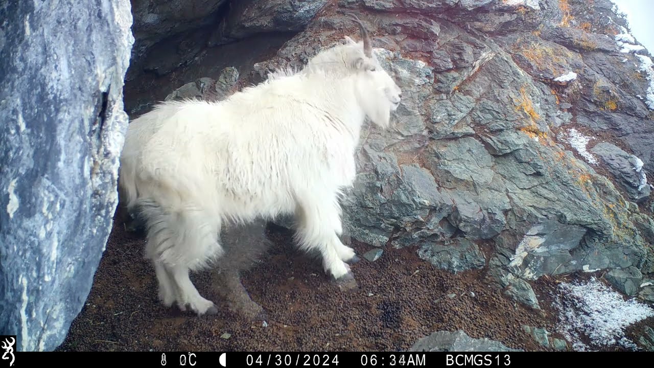Mountain Goats     All Night Long