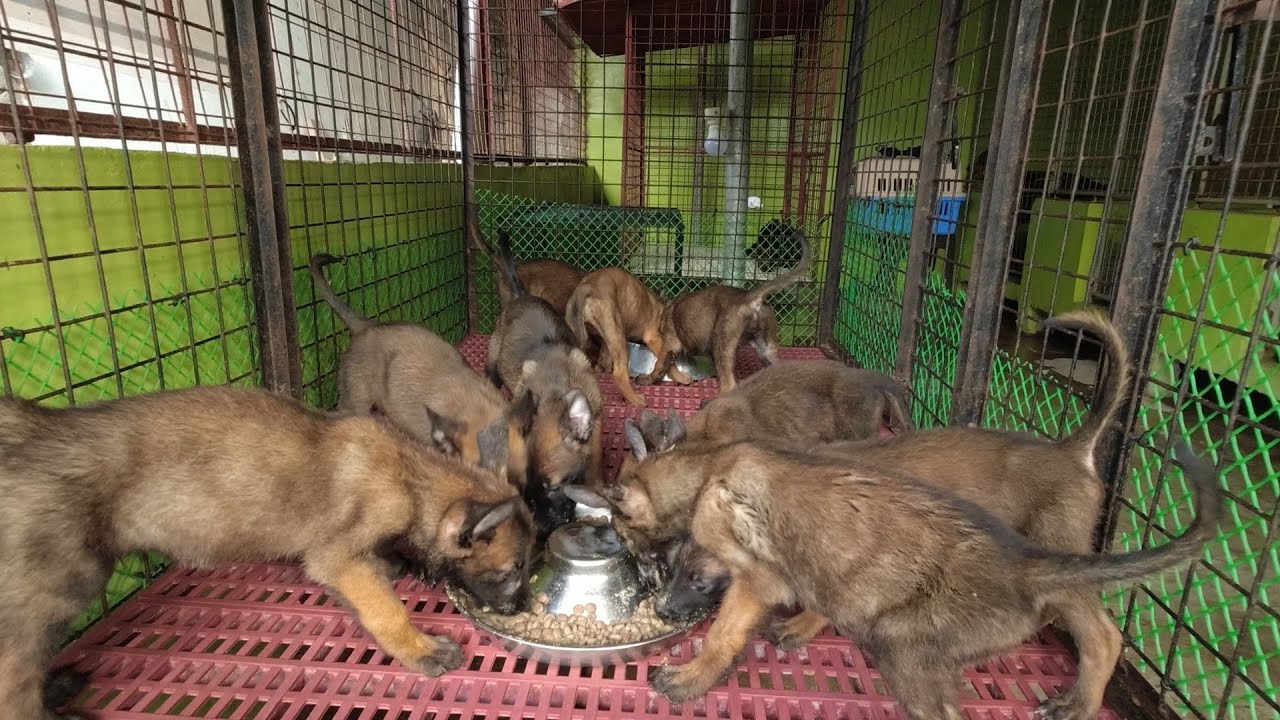 Vlog 60: BELGIAN MALINOIS BAGSAK PRESYO NA! San Jose Occ. Mindoro