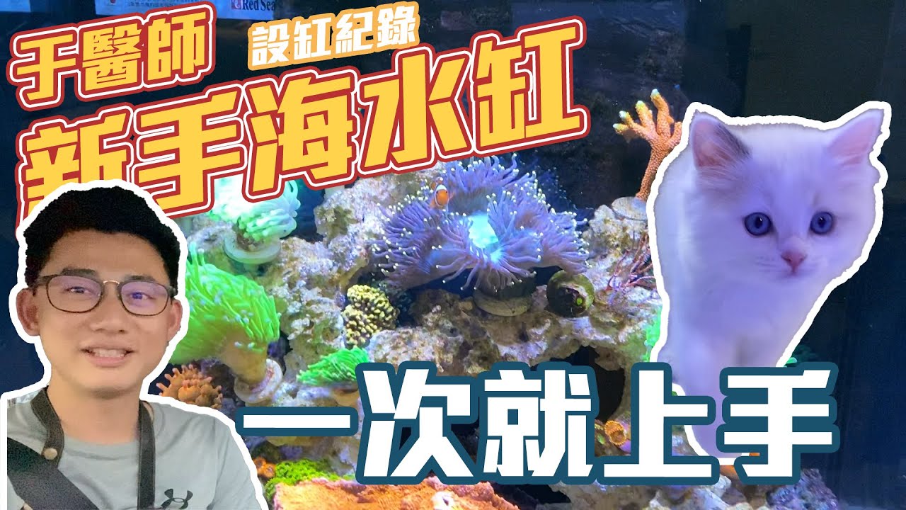 【藍箱水族】第一次養的于醫師的海水缸！超可愛的布偶貓！藍眼睛的布偶貓(尖叫)！