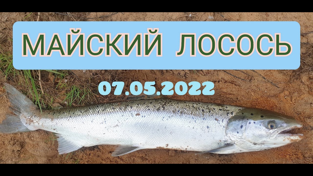 Майский лосось Гауя