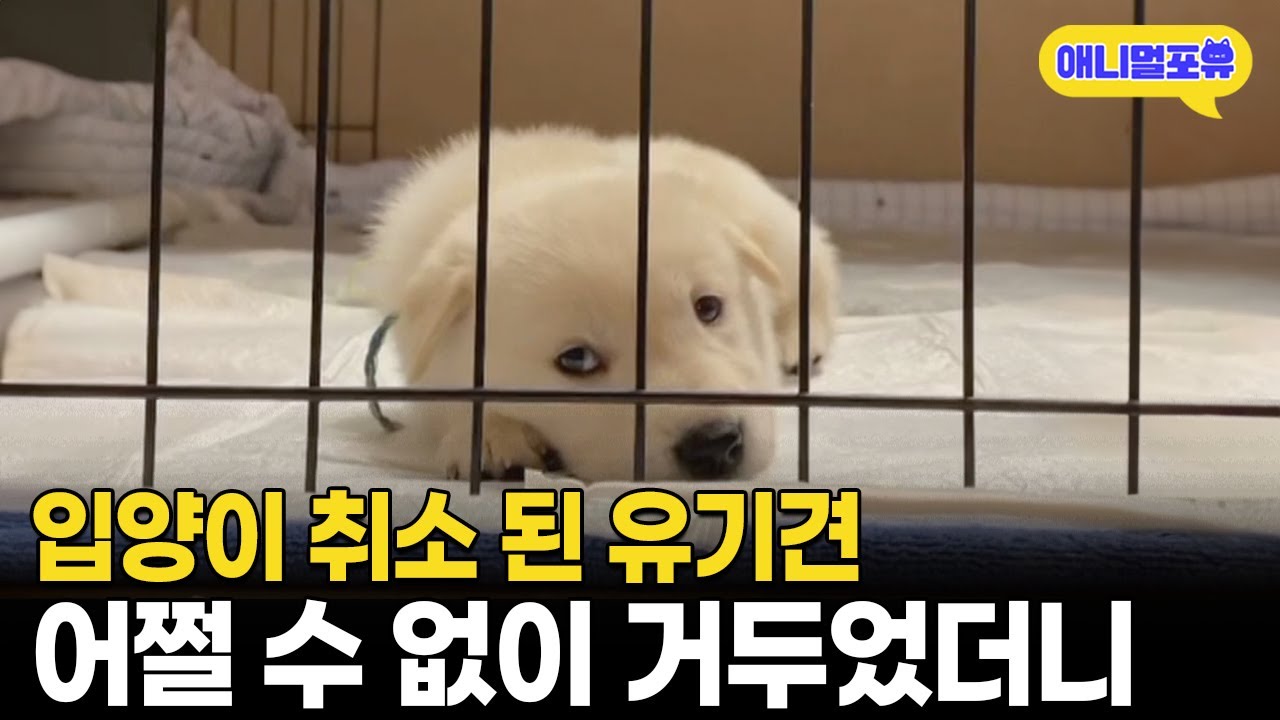 비행기 타기 직전 입양이 취소된 유기견, 어쩔 수 없이 거뒀더니 I KBS 동물극장 단짝 230617 방송