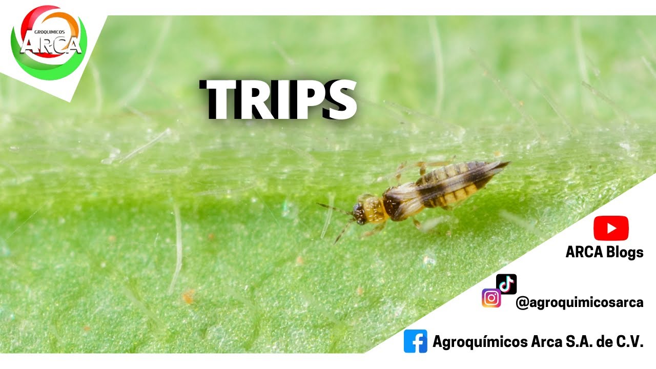 La molesta plaga de Trips║ARCA Blogs