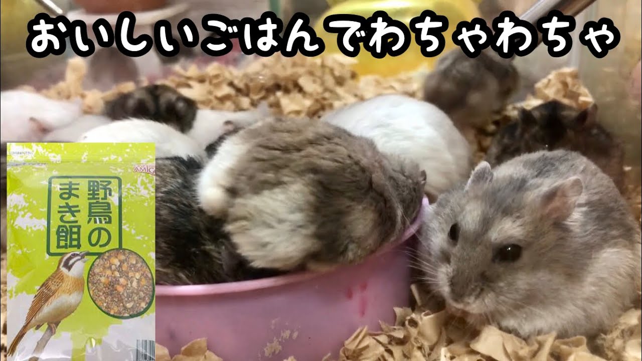 【ジャンガリアン】ハムスターに野鳥のまき餌が超大人気！