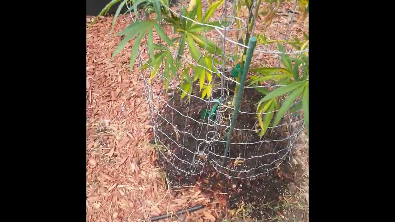 Outdoor grow mendo dope , double OG sour , chem91 🔥🔥