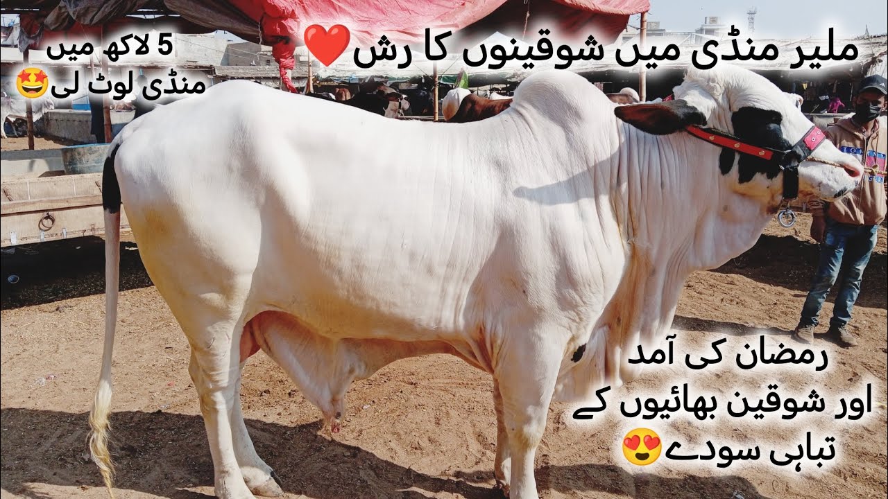 Malir Mandi Karachi Cattle Latest Rates Update 24 February 2026 | Cow Mandi 2026 | BakraEid ❤️ 