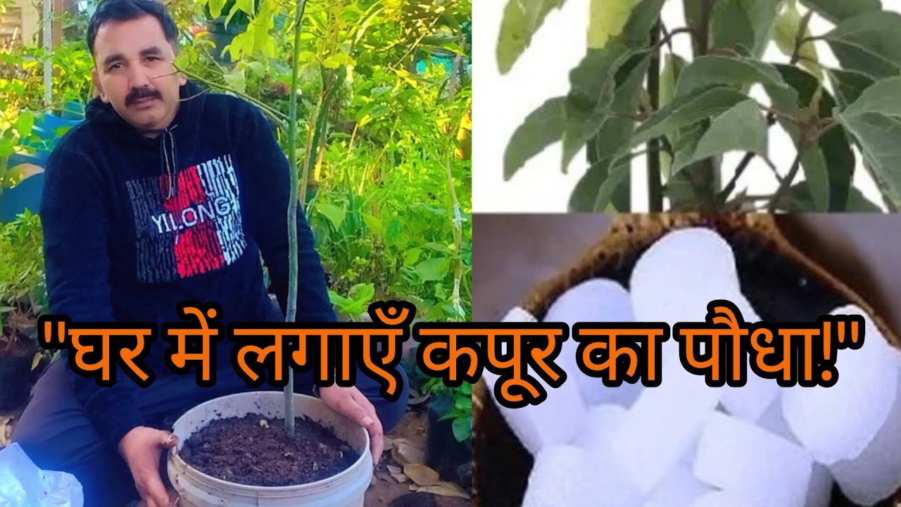 घर में लगाएँ कपूर का पौधा | लगाने का सही तरीका, फायदे और पूरी देखभाल | Camphor Plant Care Tips