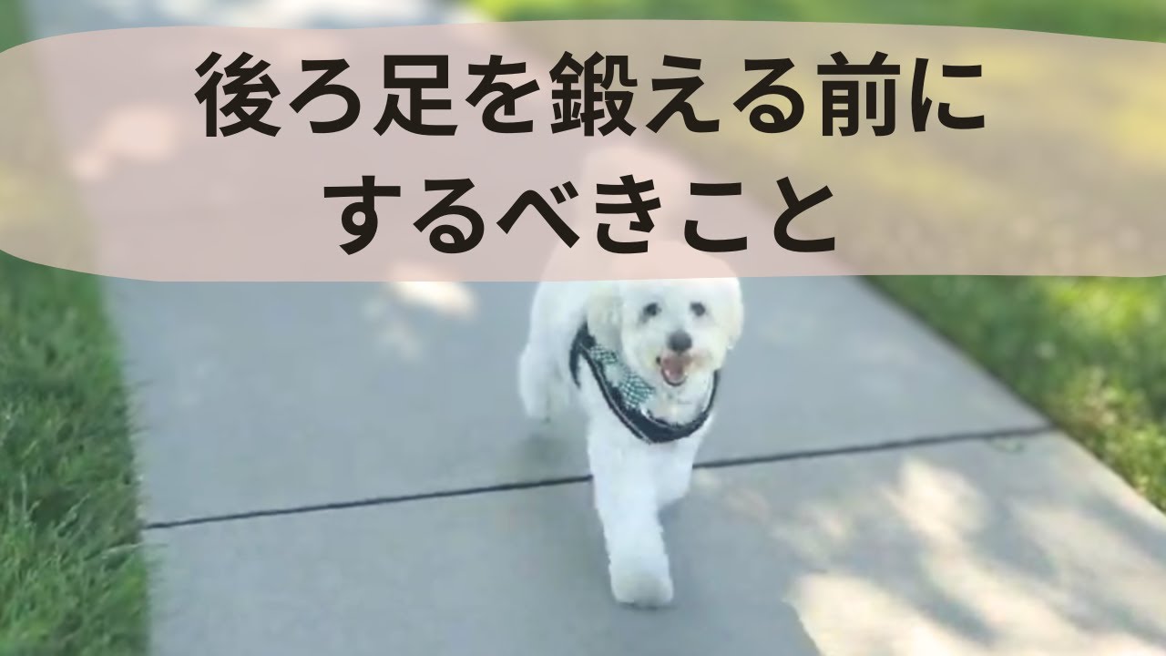 老犬の後ろ足を鍛える前にするべきことー老犬にありがちな歩き方とその原因 What You Need to Know Before Exercising Your Aging Dog