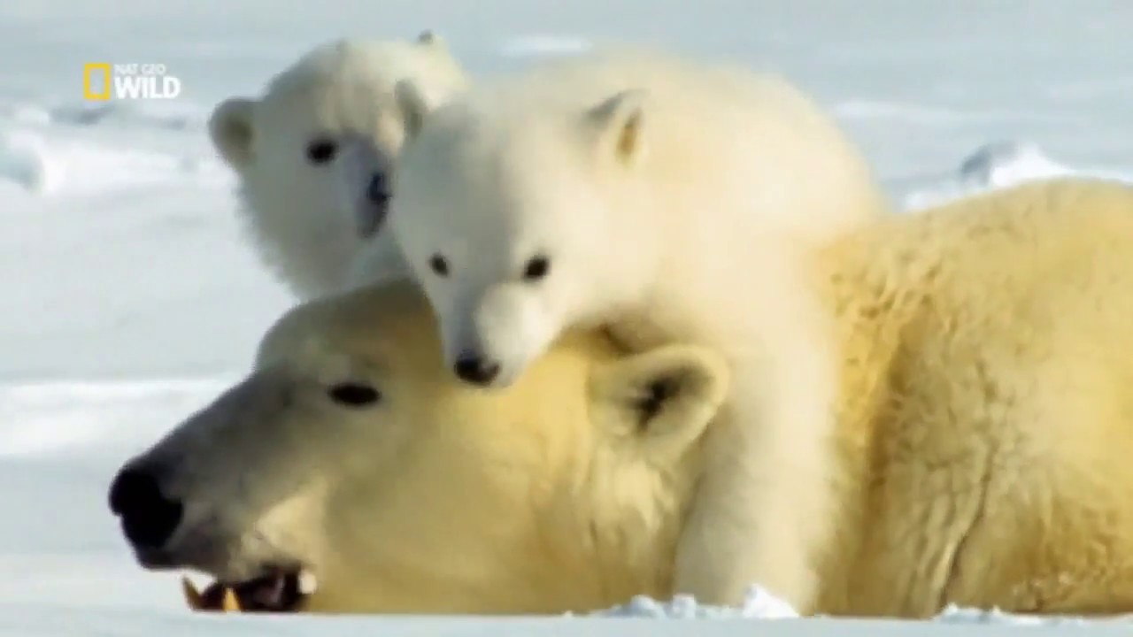 I cuccioli di Wild Compilation Prima Parte