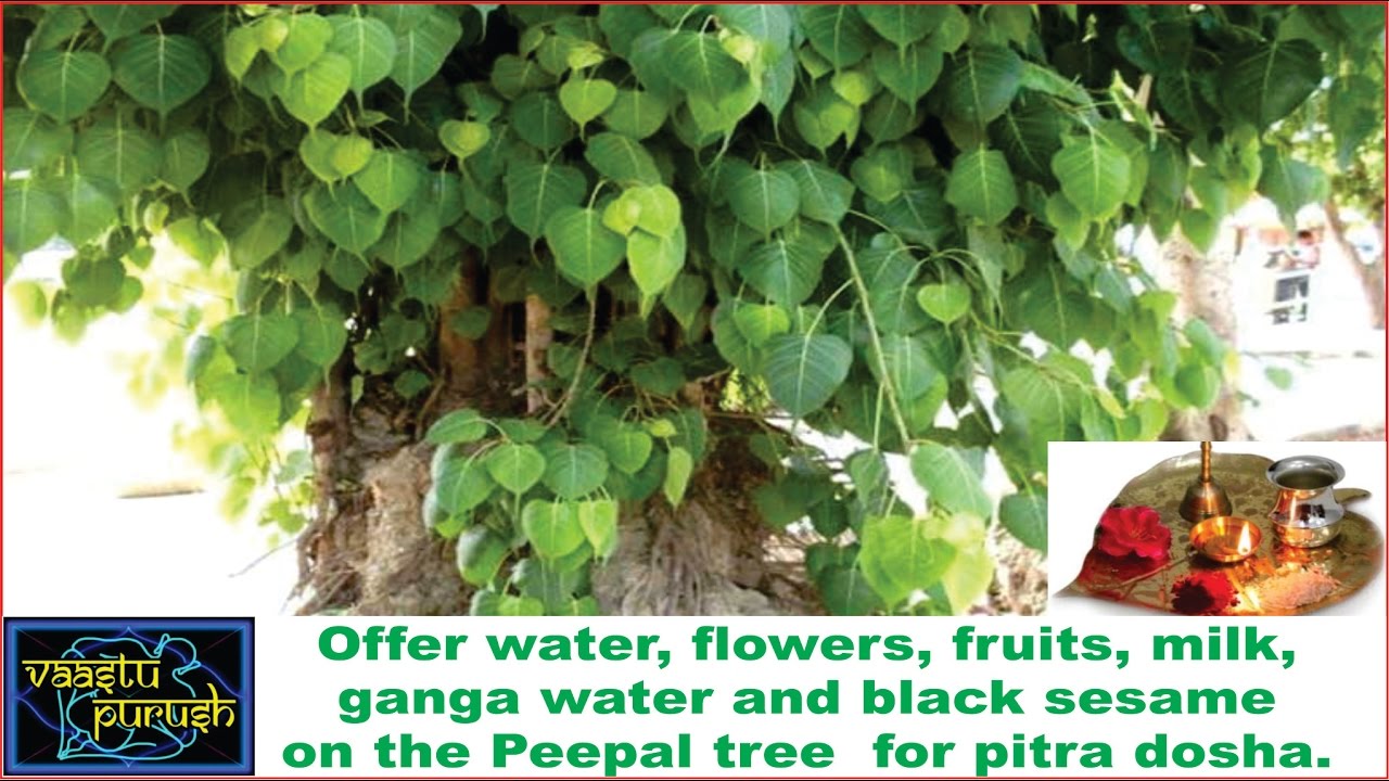 Get rid of Pitra Dosha, do astrological remedies. #Acharya Anuj Jain