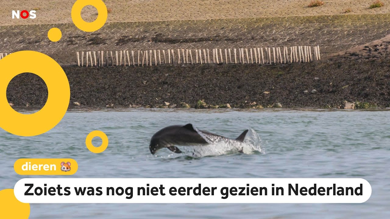 Bruinvissen doen paringsdans boven het water