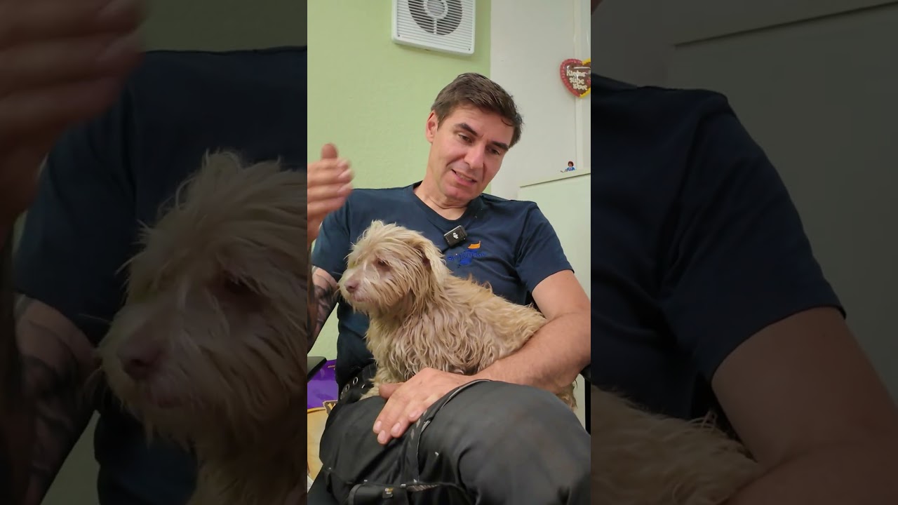 💀 Die verr&uuml;ckteste Auto-Story, die Marco je erlebt hat&hellip; (Spoiler: toter Hund) #FrageDerWoche   #kfz