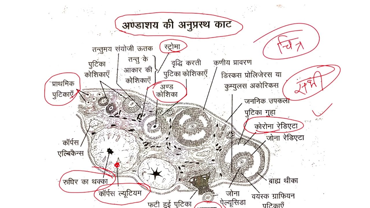 12th biology सभी महत्वपूर्ण चित्र / biology important diagram / सम्पूर्ण किताब के important diagram🔥