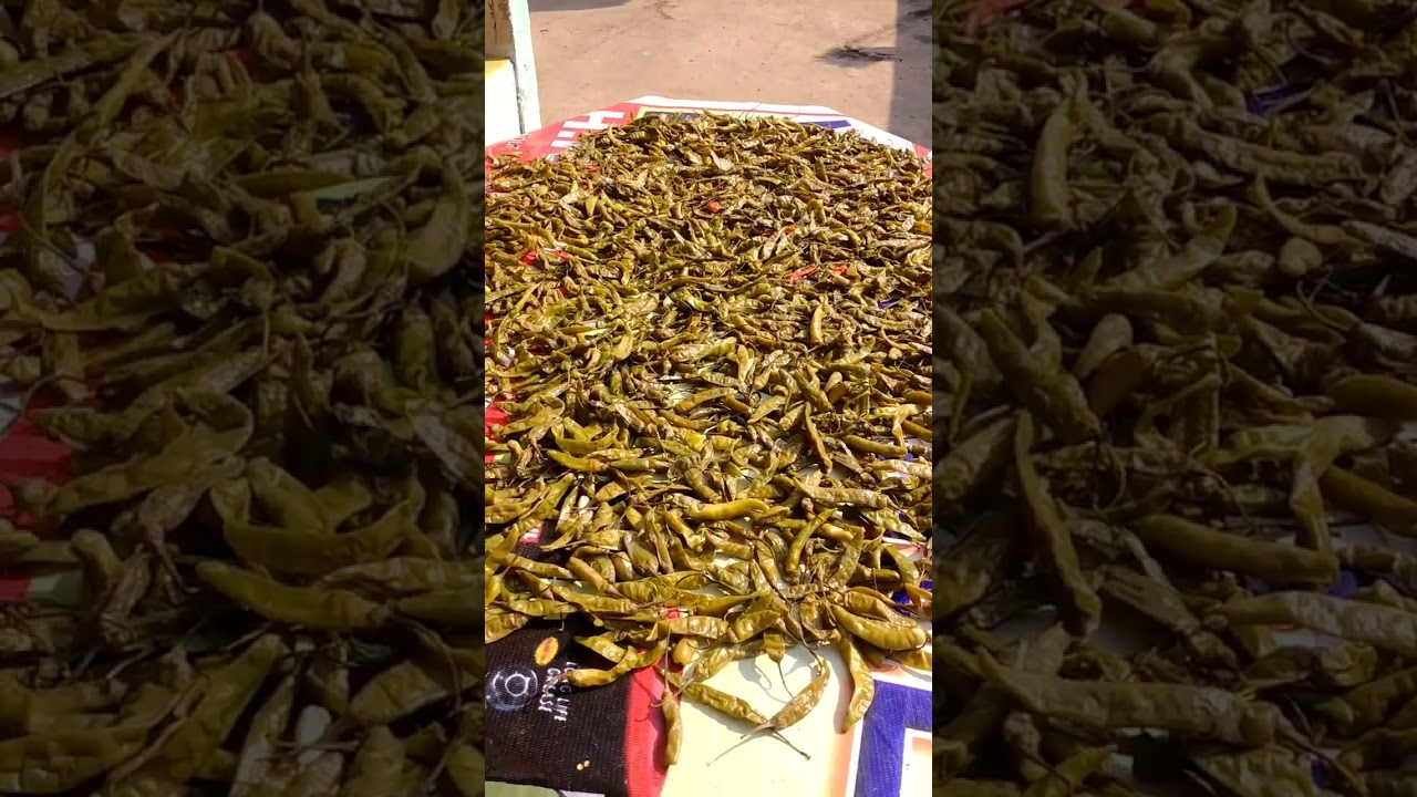 dry green chilli #short