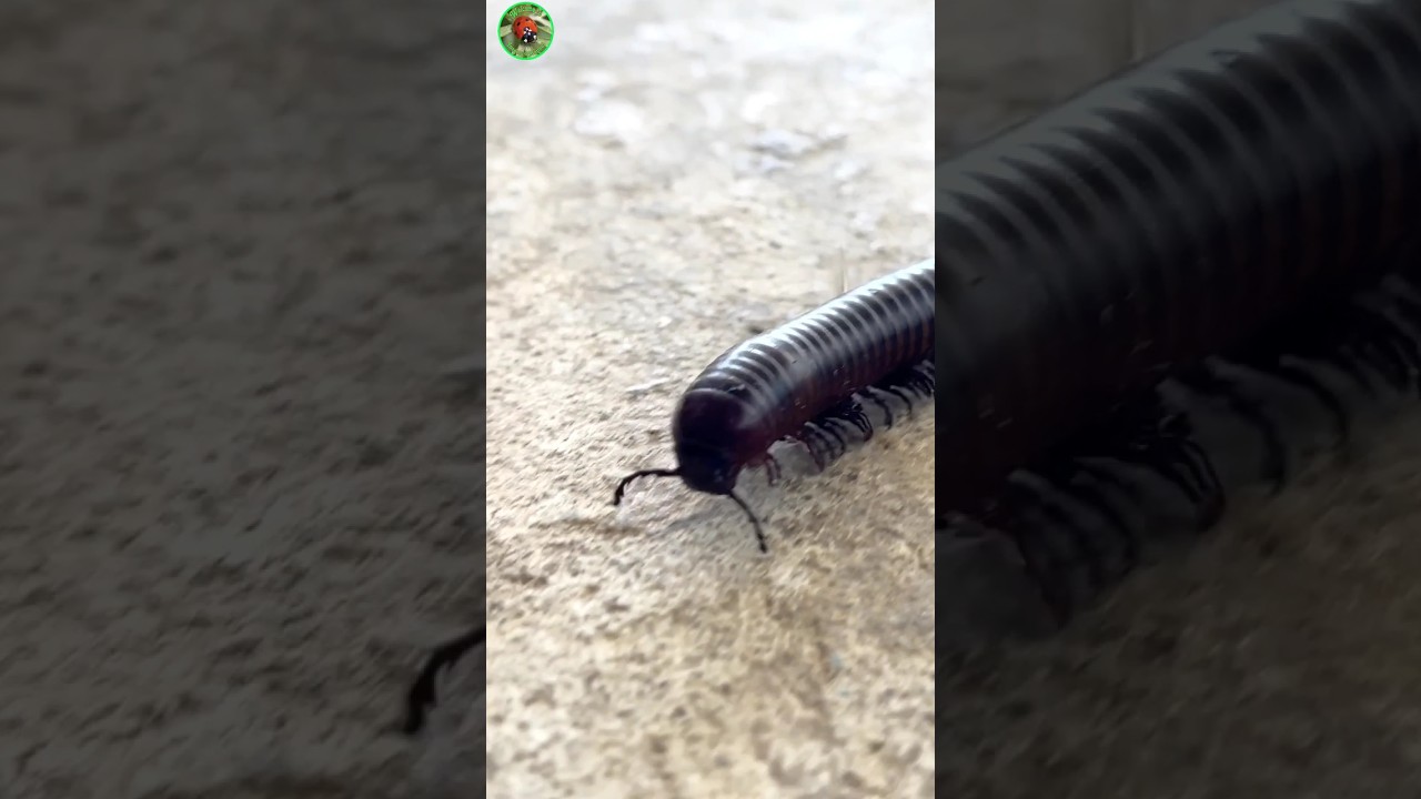The Big Millipede Walking To find Food.