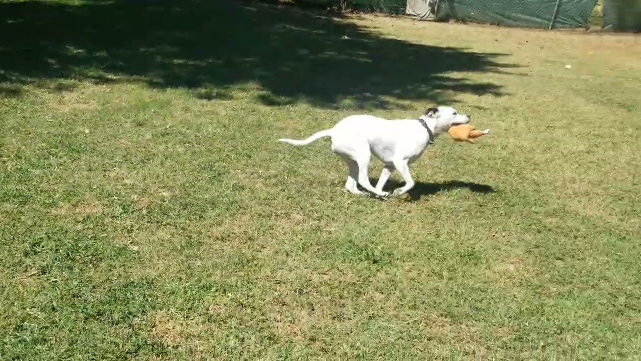 Snow Solo PlayTurkey Toy