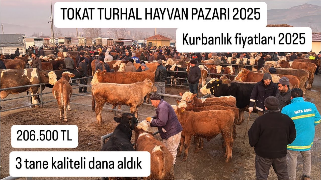 Büyükbaş hayvan pazar fiyatları 2025 (Tokat/Turhal) 2025 yılı kurbanlık fiyatları