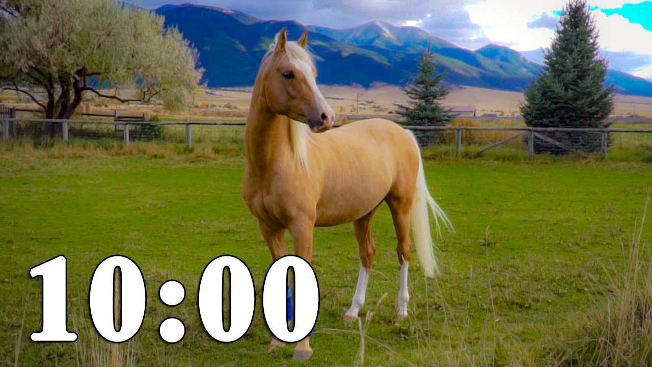10 Minute Timer | Horse Lover Version! 🐴