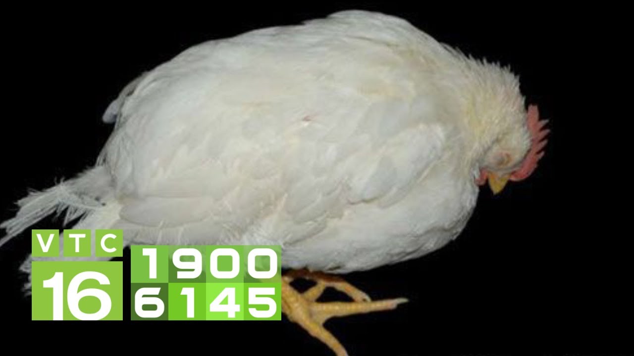Thuốc đặc trị bệnh chướng diều, gà rù | VTC16